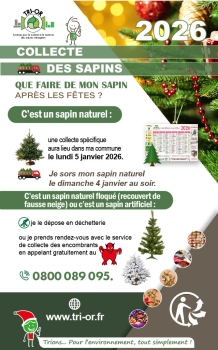Collecte des sapins
